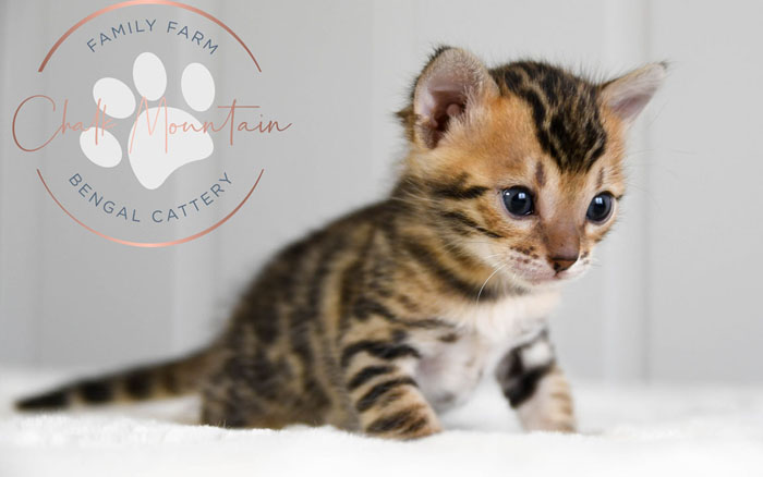 bengal kittens for sale